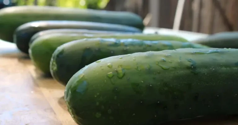 Recalled cucumbers may be source of ongoing Salmonella outbreak